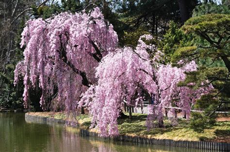 Weeping Higan Cherry Tree Weeping Higan Cherry Trees Which Are Known