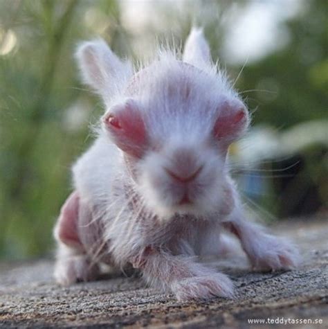 The Awkward Years Strange Hairless Rabbit Goes From Bald To Beautiful Featured Creature
