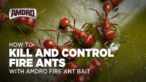 How To Kill Fire Ants With Amdro Fire Ant Bait Youtube