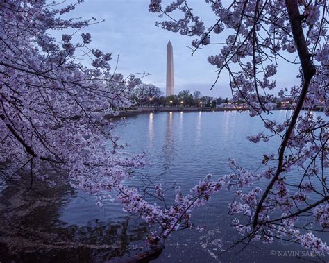 In Review 2016 Washington Dc Cherry Blossoms Navin Sarma