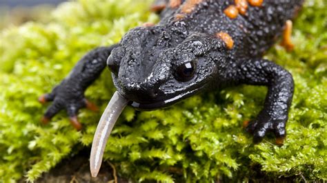 Us Restricts Movement Of Salamanders For Their Own Good The New