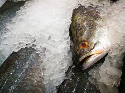 Sea Bass On Ice In The Market Raw Seabasses On Ice In The Market Sea Bass In Market With Ice On