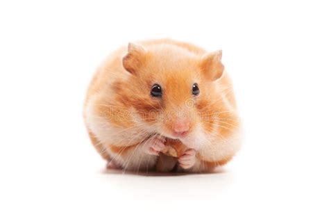 Syrian Hamster Isolated On White Stock Photo Image Of Mouse Mammal