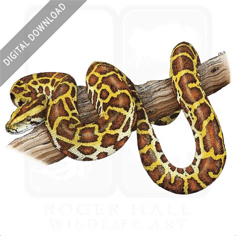 Stock Art Drawing Of A Burmese Python Inkart