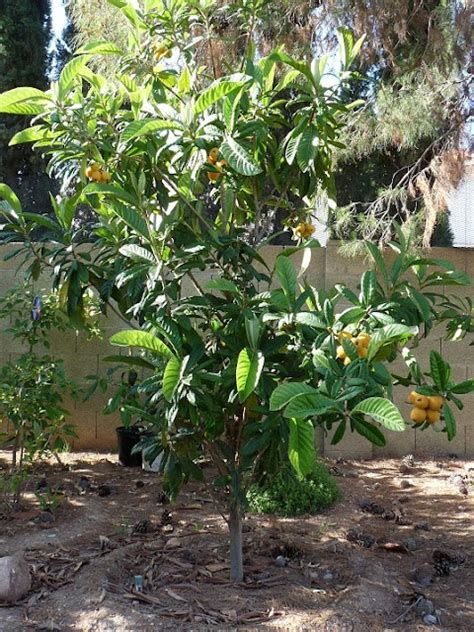 How To Grow Loquat Growing Loquat Tree From Seed Everything About Garden