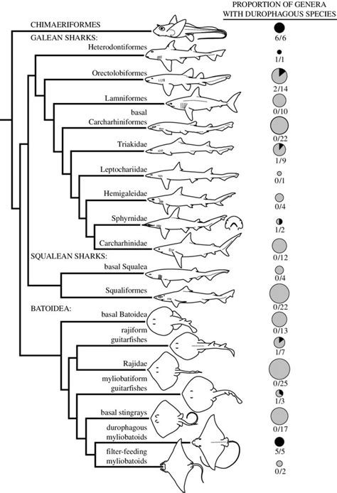 Cladogram Of The Cartilaginous Fishes Indicating The Occurrence Of Hard