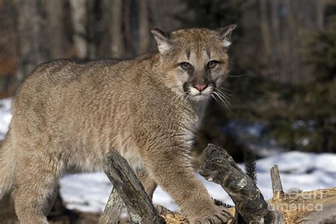 Young Cougar Pictures Telegraph