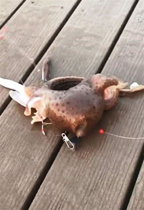 Fisherman Caught A Freaky Three Legged Creature From The Atlantic Ocean