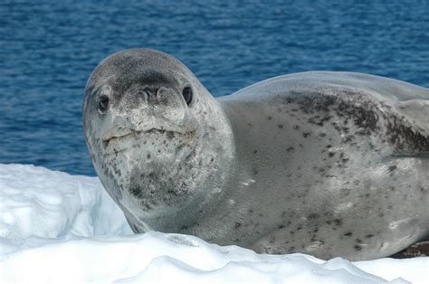 The Antarctic Sun News About Antarctica Female Leopard Seals Are Way
