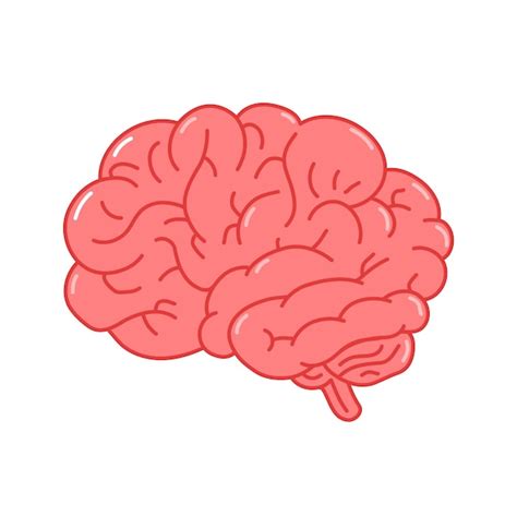 Detalles dibujos del cerebro humano última camera edu vn
