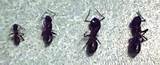 Baby Carpenter Ants Photos