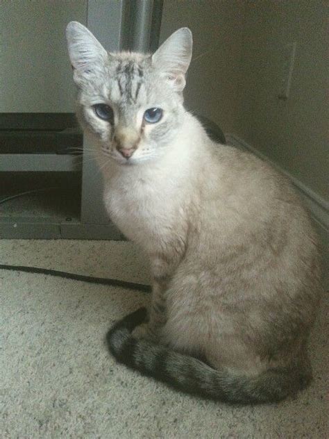 Our Beautiful Lynx Point Siamese Silver Mascotas Animales Y