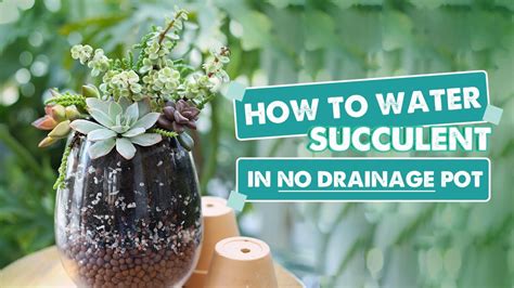 How To Water Succulents In No Drainage Pots Easy And Simple Tips