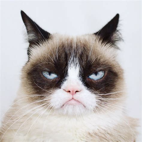 Grumpy Cat On Twitter