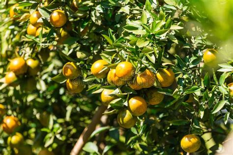 Orange Plantation Garden Orange Orchard In Northern Thailand Stock