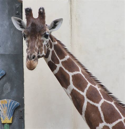 Giraffe Zoochat