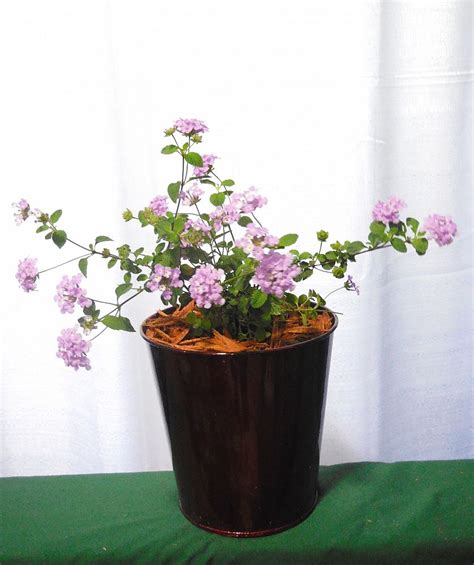 It thrives in dry soil, in a position of full sun. Lantana camara 'Purple' | PlantVine