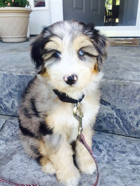cool aussiedoodle puppies  kitties cute dogs puppies