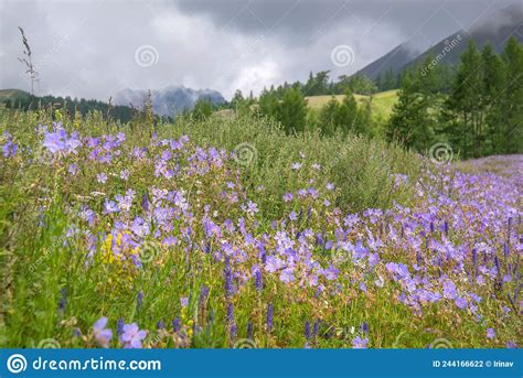 Flowers Geranium Meadow Mountains Forest Clouds Summer Stock Photo