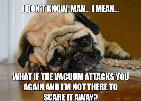 100 Best Pug Memes Of All Time The Paws