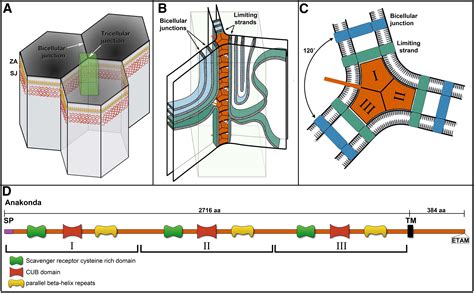 Ménage A Trois To Form The Tricellular Junction Developmental Cell