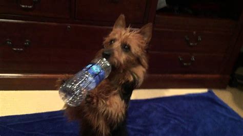 As your puppy gets older, over three months of age, the water requirements will decrease to around 1/2 ounce to 1 full ounce per pound of bodyweight. Dog drinking water out of a bottle like a human - YouTube