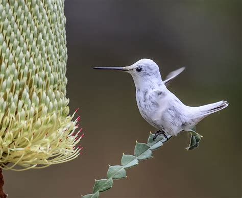 Rare White Hummingbird Steals The Spotlight At California Garden