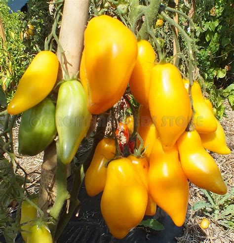 Yellow Tomatoes Bananu Tomato