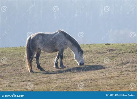 White Wild Horse Graze In Pasture Stock Photo Image Of Gallop Equine