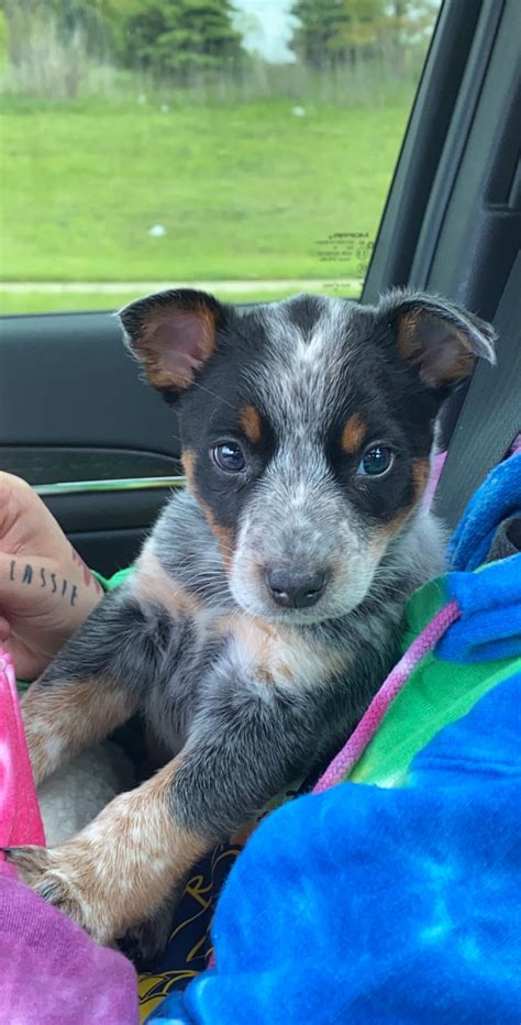 The australian cattle dog and border collie are both your best bet with this mix is to get them as puppies and take them with you everywhere so they can. Dog adoption in Dearborn Heights, MI 48125: Blue heeler Dog "Meesa"