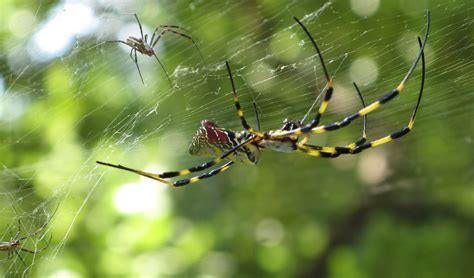 Check spelling or type a new query. The tasty spider - Australian Geographic