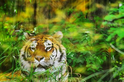 Tiger In The Jungle Stock Image Image Of Nature Gaze 12169645