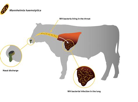 Bovine Respiratory Disease In Cattle On Farm Zoetis Au