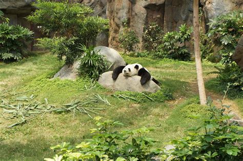 Wildlife White And Black Panda Relaxing On Rock Bear Image Free Photo