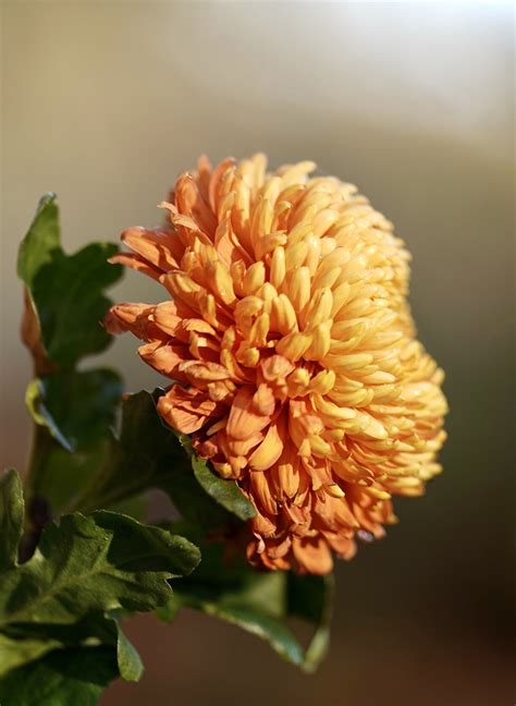 3000 Free Chrysanthemum And Flower Images Pixabay