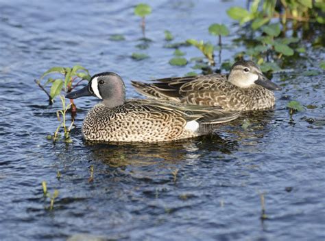 Blue Winged Teal Ducks Stock Photo Image Of Teal Water 52442146