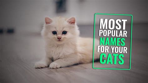 205 Most Popular Male And Female Cat Names Of 2023 Petmoo