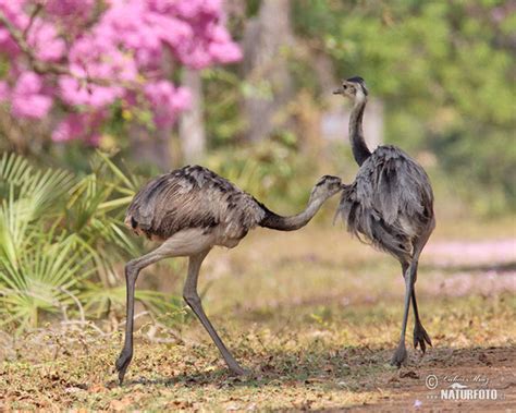 Rhea Americana Pictures Greater Rhea Images Nature Wildlife Photos