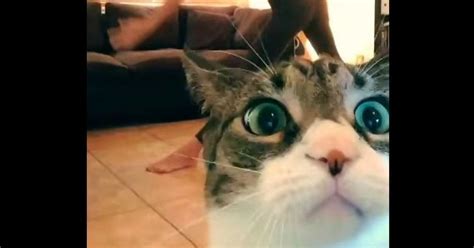 The 14 Greatest Cat Videos Of 2014 Huffpost Uk