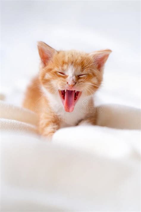 Cute Striped Ginger Kitten Yawn Sleeping Lying White Blanket On Bed