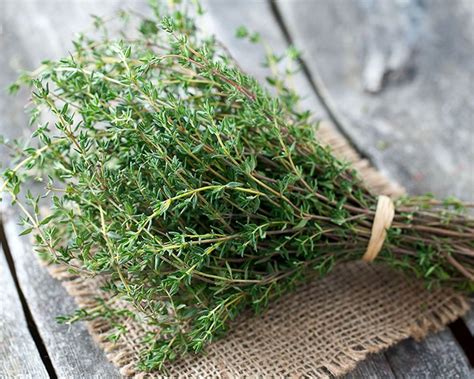 How To Grow Thyme Yates Australia