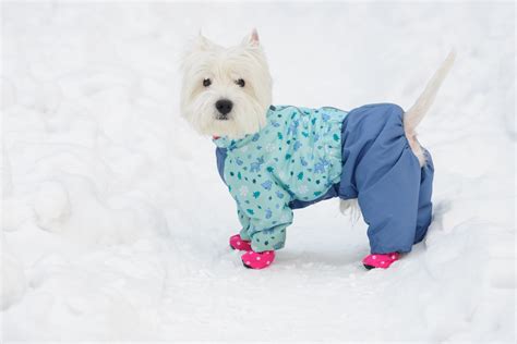 Winterizing Your Dog During Chicago Winters Windy City Paws