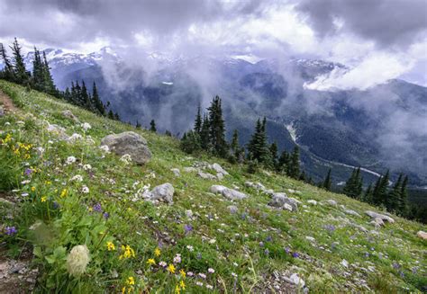 Wildflowers In Alpine Meadow View To Snow Capped Mountains Photos