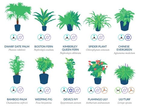 It's easy to think that plants are greedy and need constant attention. NASA Has Compiled a List of the Best Air-Cleaning Plants ...