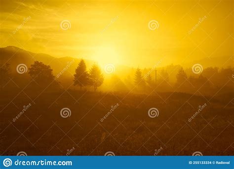 Beautiful Sunrise In The Mountains Coniferous Trees And Fog Ukraine