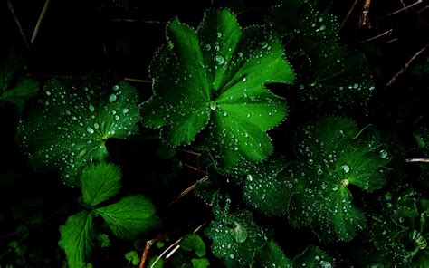 Amazing Green Flower After Rain Wallpaper Nature And