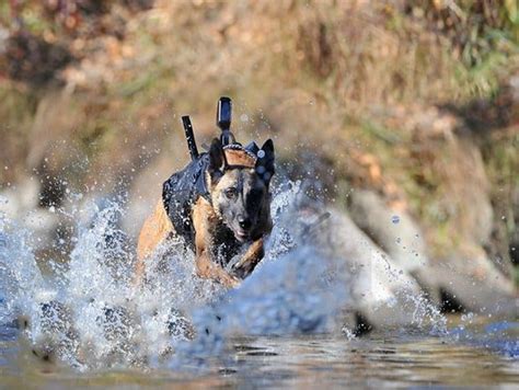 Pictures Of Us Military Dogs In Action