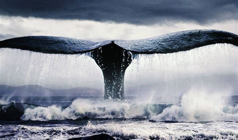 La Maldición De Herman Melville Cómo Moby Dick Le Hundió En Vida