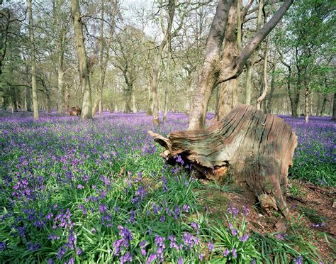 Bluebells Photograph By Paul Harcourt Daviesscience Photo Library