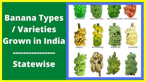 Banana Types Banana Varieties Grown In India Youtube